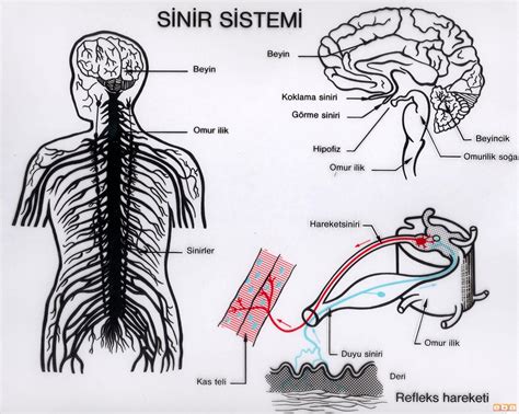 kan basıncının düzenlenmesinde sinir sisteminin rolü